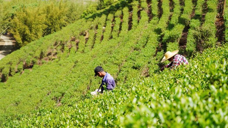 人均年增收超3万龙门地派：一片叶子富山乡(图1)