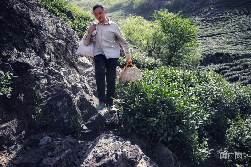 河南商城：从茶“叶”到茶“业” 铺就百jbo竞博网址姓致富路(图1)