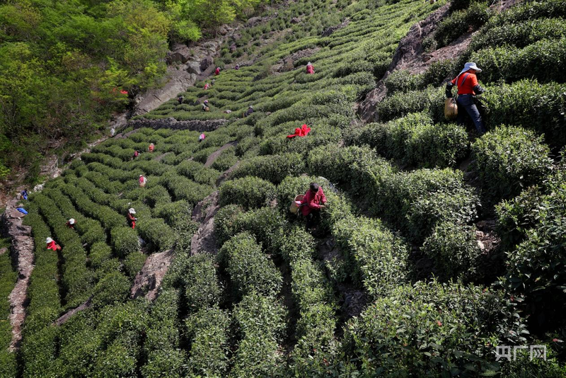 河南商城：从茶“叶”到茶“业” 铺就百jbo竞博网址姓致富路(图2)