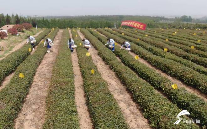 jbo竞博入口莒县迎来春茶采摘季(图1)