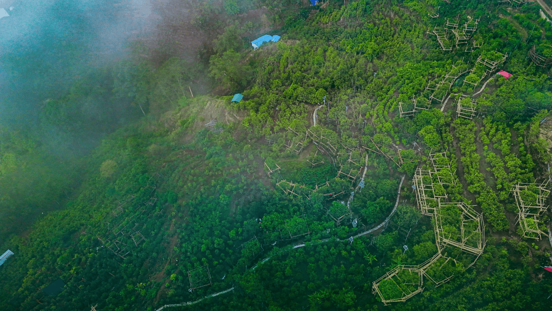 以茶为媒·与旅共舞——世界茶源地之一的振兴答卷(图1)