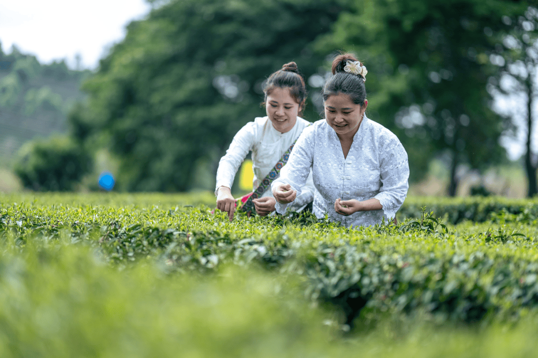 以茶为媒·与旅共舞——世界茶源地之一的振兴答卷(图5)
