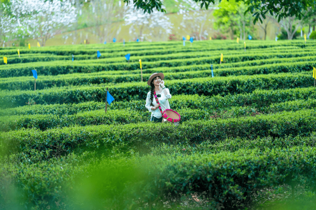以茶为媒·与旅共舞——世界茶源地之一的振兴答卷(图7)