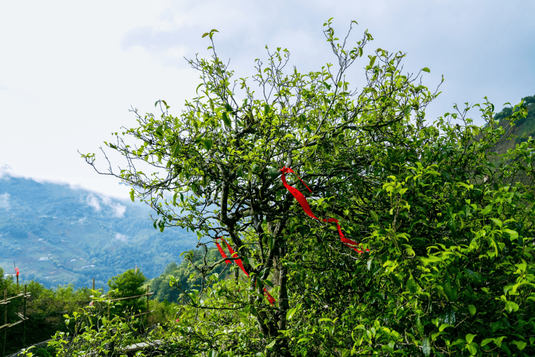 以茶为媒·与旅共舞——世界茶源地之一的振兴答卷(图11)