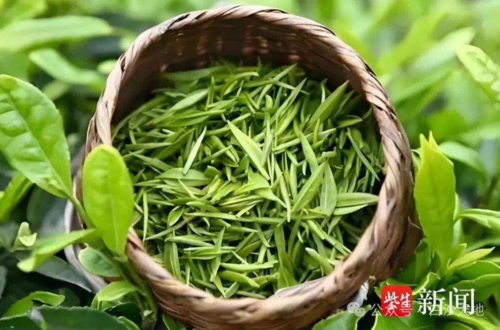 “护茶使者”奔走劳碌 “仪征绿杨春”带着“温度”上市(图2)