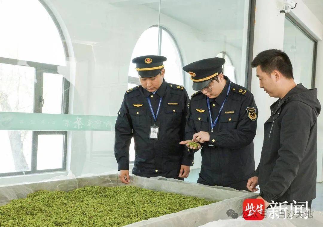 “护茶使者”奔走劳碌 “仪征绿杨春”带着“温度”上市(图3)