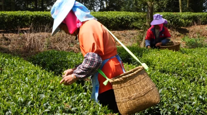 贵州西秀：“小茶叶”撬动“大产业”(图2)
