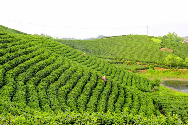 春满青山茶香远安吉白茶开启高质量发展新篇章