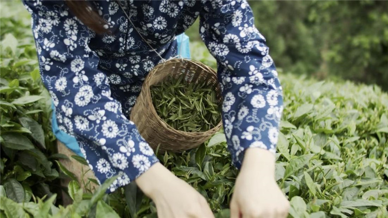 東至：茶香滿園 點“綠”成“金”(图1)