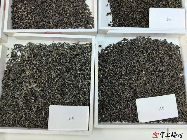 jbo竞博下载2025年“客家炒绿茶王”出炉(图2)