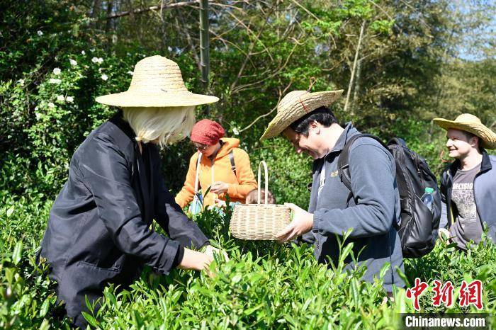 外籍友人在浙江宁海参与田园派对 采茶挖薯农趣足(图1)
