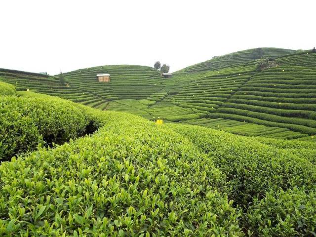 普洱市持续推进茶产业高质量发展——绿意盎然处茶香飘四方