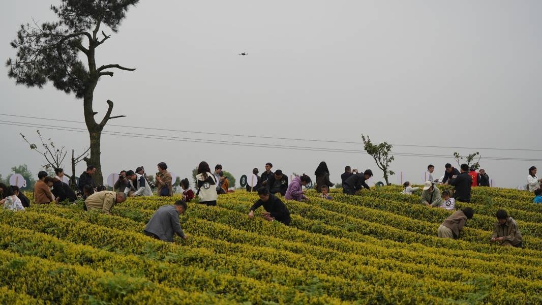 邂逅春日茶山贵州这场盛宴邀您共赏茶韵之美(图3)