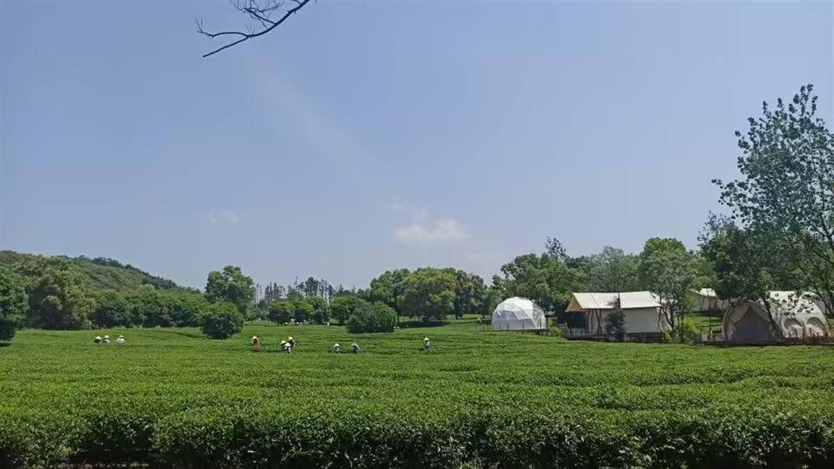 湖北咸安：花香茶香溢桂乡(图2)