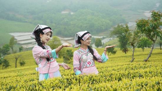 邂逅春日茶山 贵州邀您共赏茶韵之美(图1)