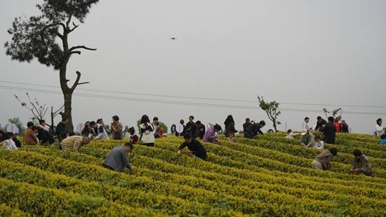 邂逅春日茶山 贵州邀您共赏茶韵之美(图2)