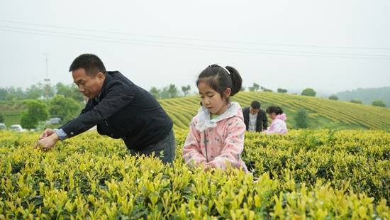 邂逅春日茶山 贵州邀您共赏茶韵之美(图3)