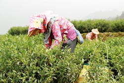 2025年茶叶加工制作工第1期培训期间生活费补助公示