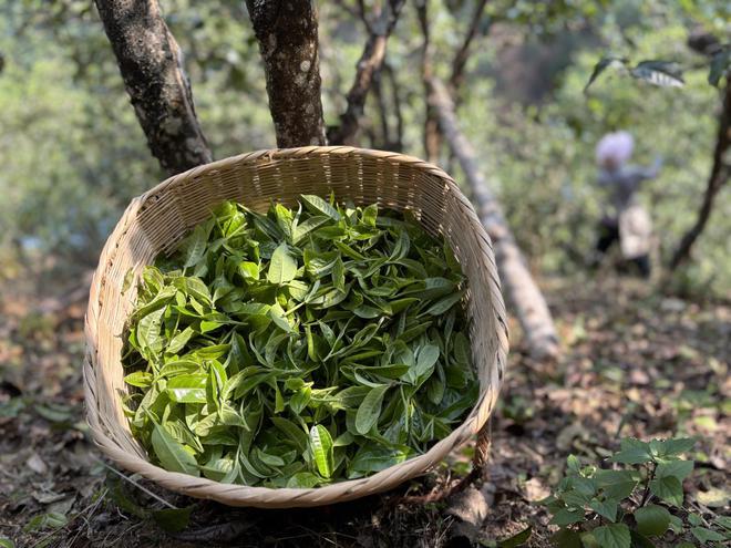 春茶季一过：贵茶按泡卖(图2)