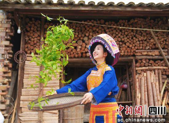 百年茶韵绘苗乡 古jbo竞博注册茶新篇谱华章(图1)