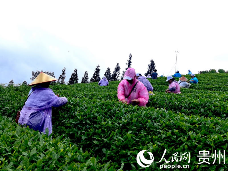 jbo竞博入口“开阳富硒茶杯”职工职业技能大赛开幕(图2)