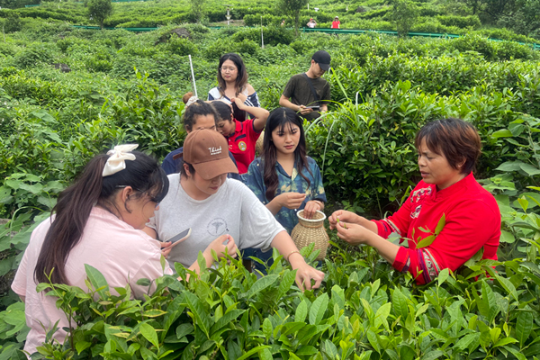 茶园飘香迎客来兴业县举办茶文化主题系列活动(图1)