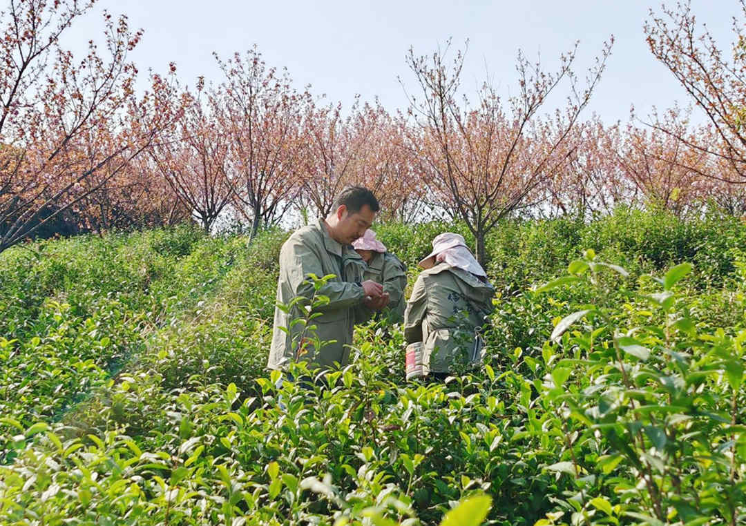 jbo竞博登录河南潢川：一芽“链”成金 茶香盛光州(图2)
